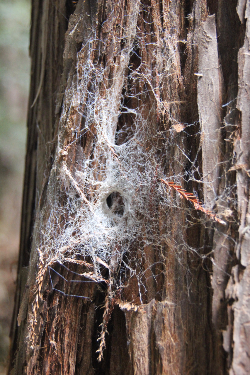 Auch Spinnen leben im Wald.