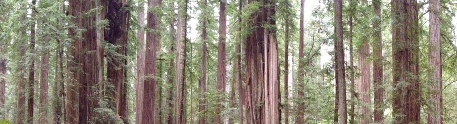 Jeddediah Smith Redwoods State Park