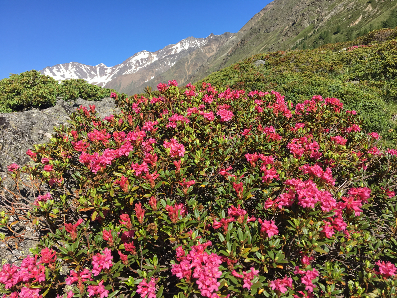 Blühende Alpenrosen