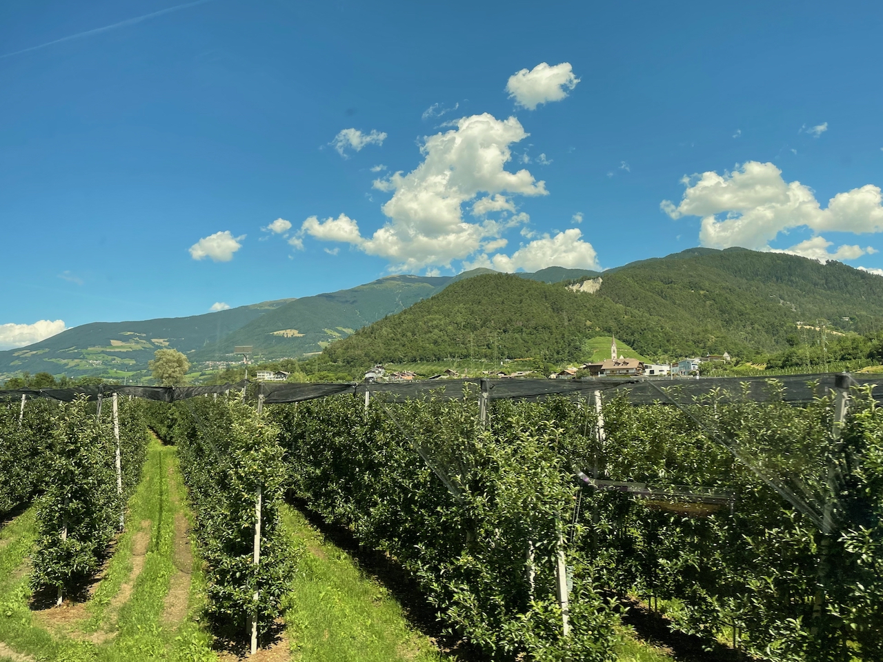 Typisch Südtirol: Apfelbäume soweit das Auge reicht