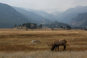 American Elk auf den Moraine Meadows