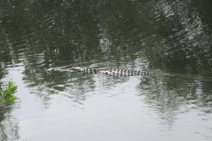 Alligator im Big Cypress Refuge