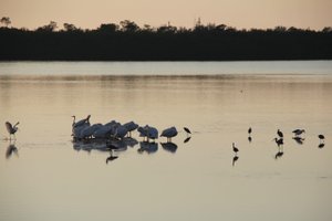 Vögel in der Lagune des Ding Darling NWR