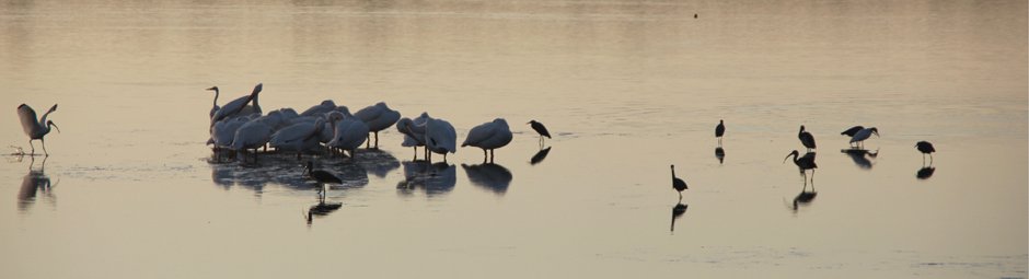 Vögel in der Lagune im Ding Darling NWR