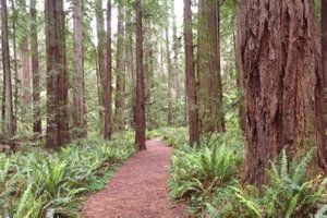 Jeddediah Smith Redwood Forest State Park