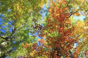 Herbstwald am Mount Everett
