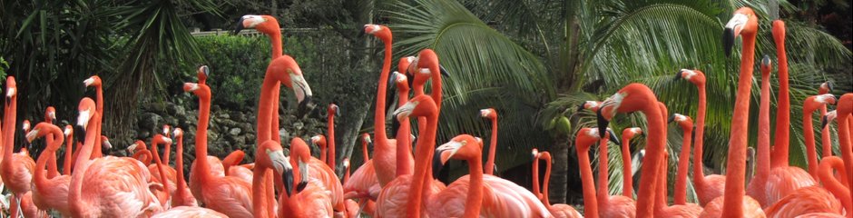 Flamingos in Busch Gardens