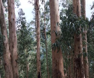 Eukalyptuswald