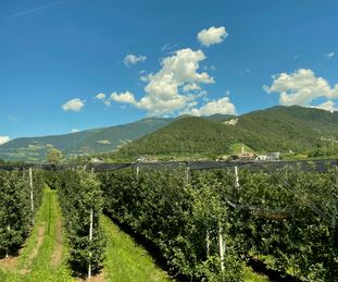 Typisch Südtirol: Apfelbäume soweit das Auge reicht