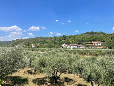 Olivenhaine bei Avesa